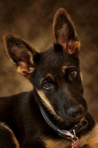 Read more about the article Pet Portrait Photography